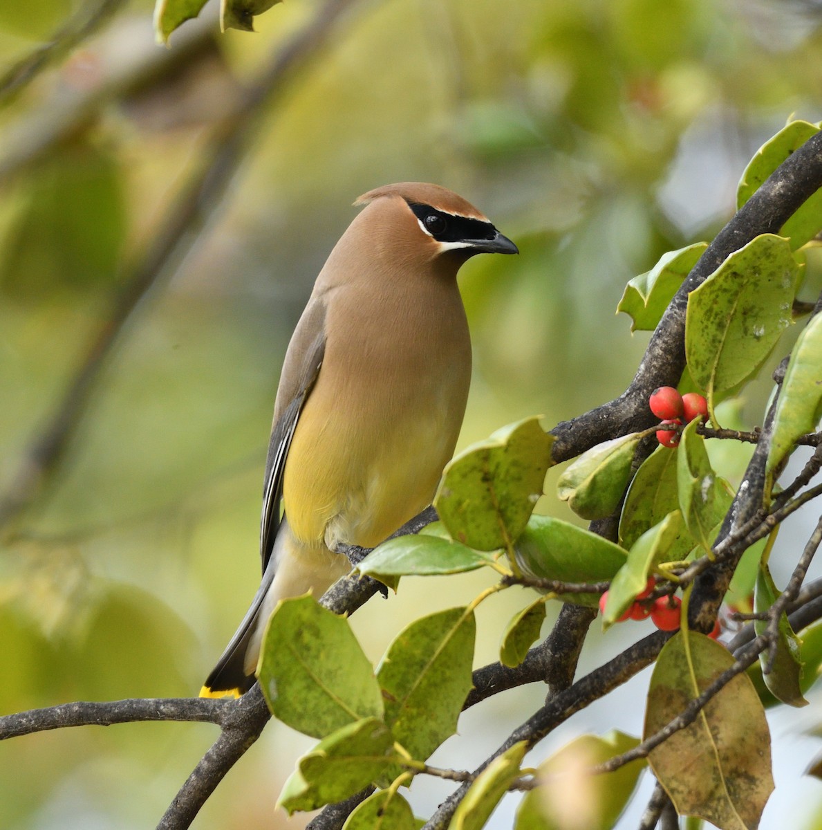 ヒメレンジャク - ML651446254