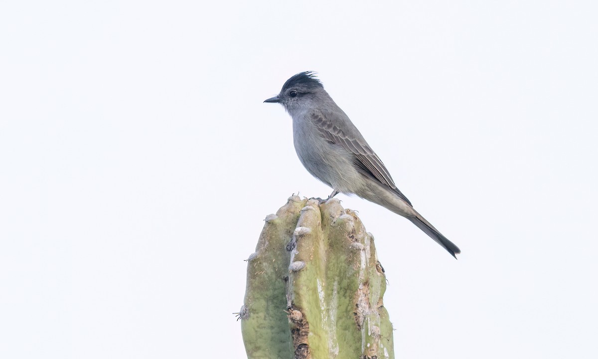 Crowned Slaty Flycatcher - ML651446394
