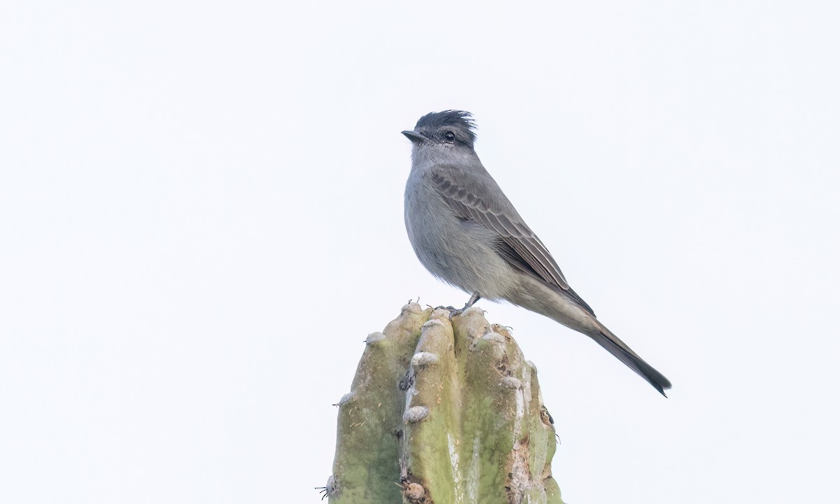Crowned Slaty Flycatcher - ML651446395