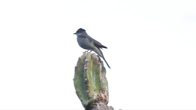 Crowned Slaty Flycatcher - ML651446588