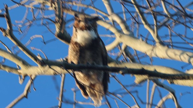 Great Horned Owl - ML651446678