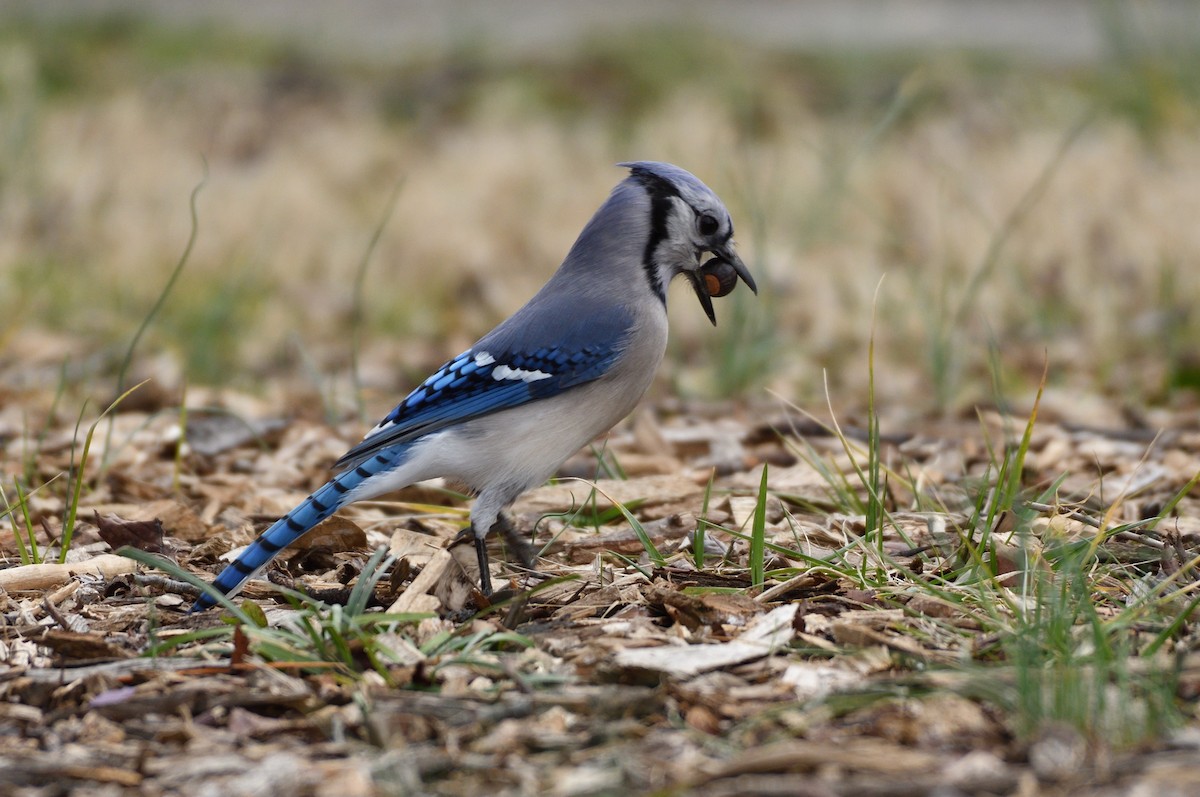 アオカケス - ML651446754