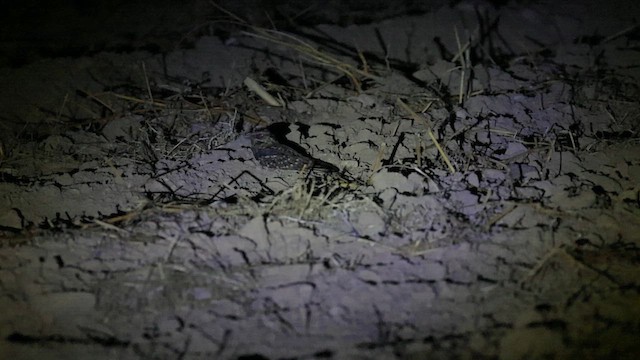 Scissor-tailed Nightjar - ML651447398