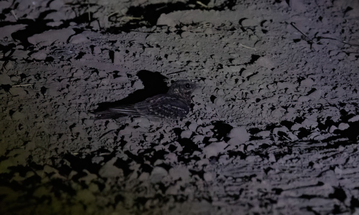 Scissor-tailed Nightjar - ML651447404