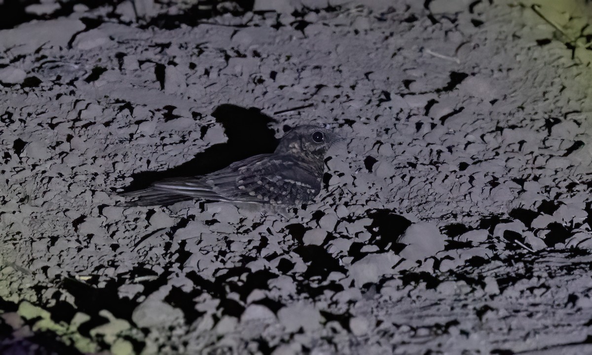 Scissor-tailed Nightjar - ML651447405