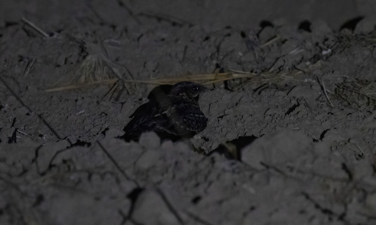 Scissor-tailed Nightjar - ML651447406