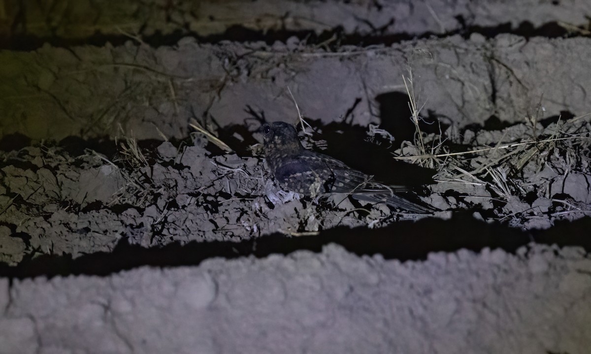 Scissor-tailed Nightjar - ML651447407