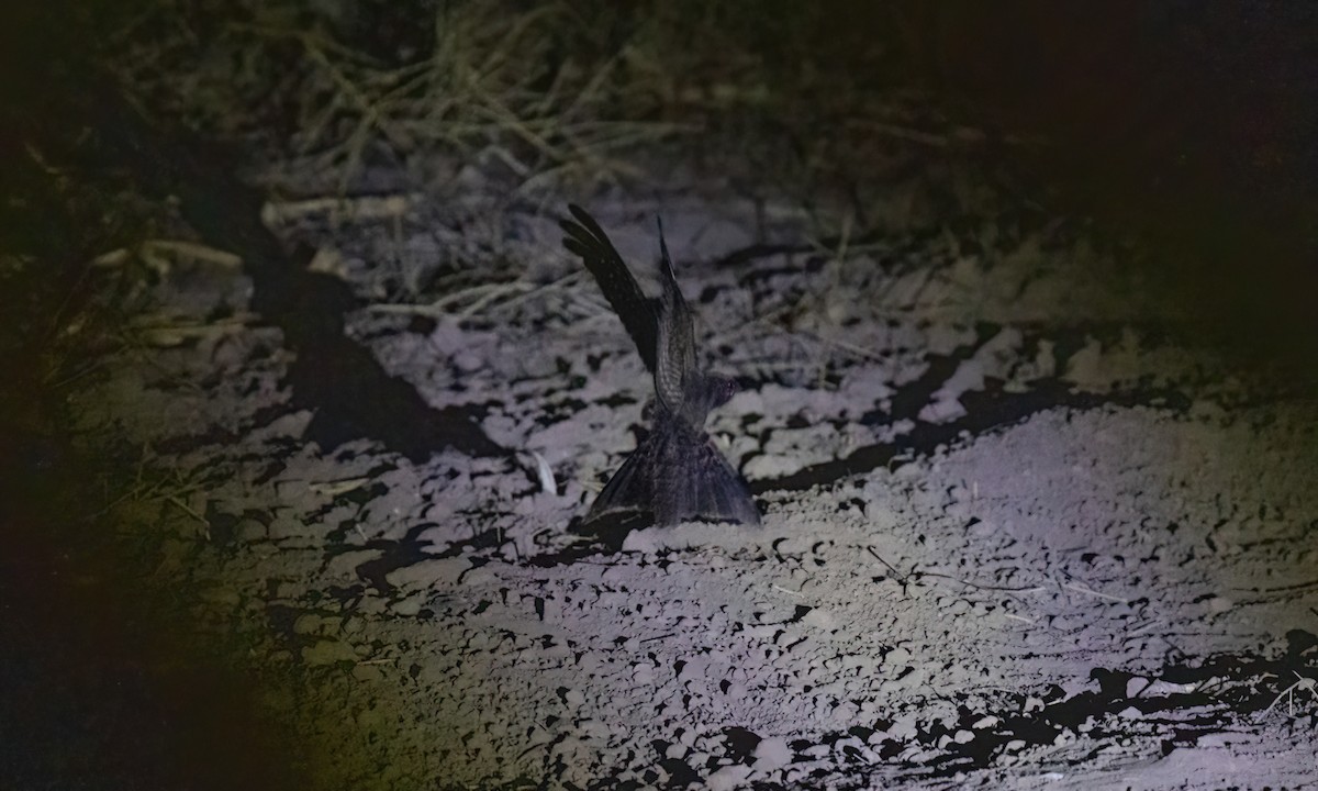 Scissor-tailed Nightjar - ML651447408