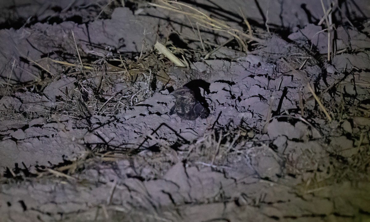 Scissor-tailed Nightjar - ML651447409