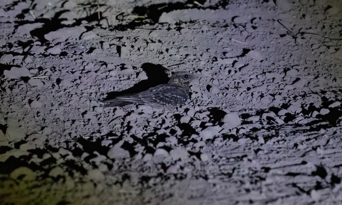 Scissor-tailed Nightjar - ML651447410