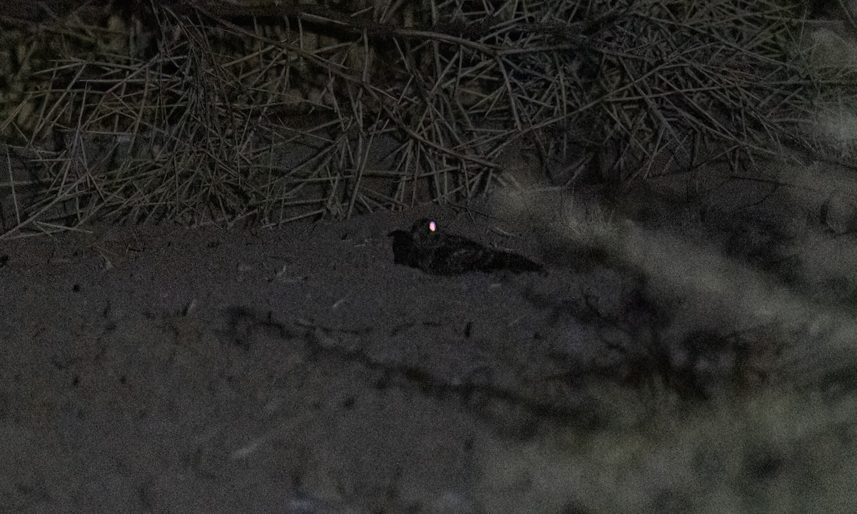 Scissor-tailed Nightjar - ML651447411