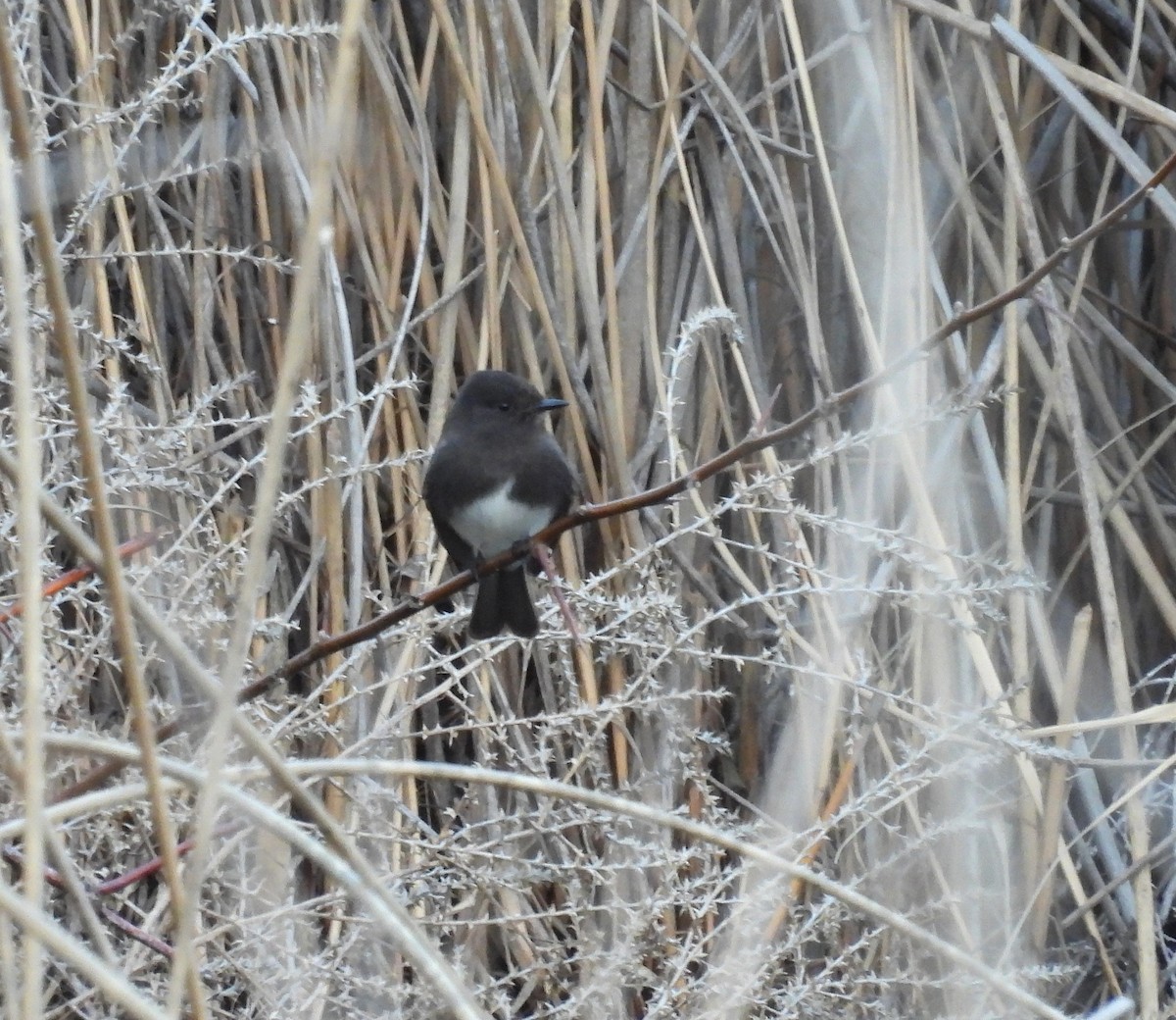 Феб чорний - ML651447536