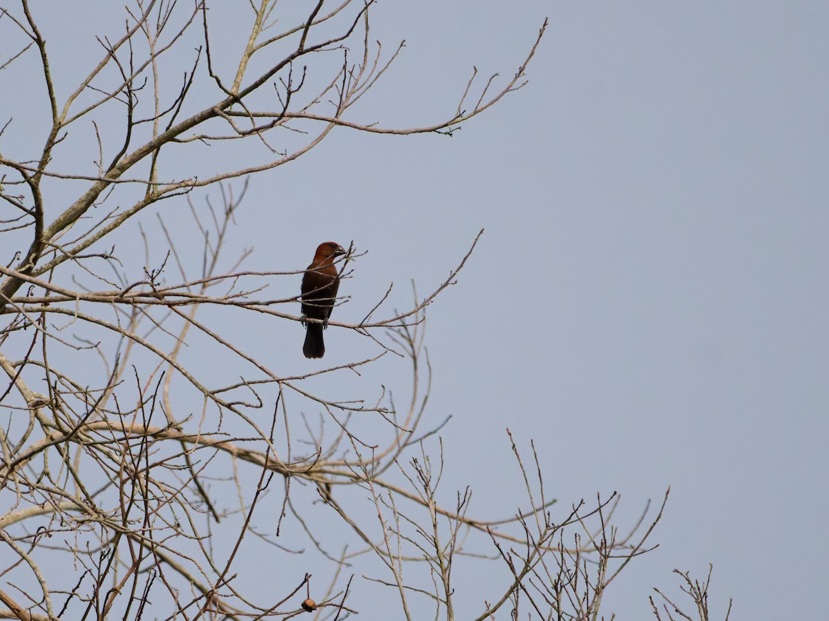 Grosbeak Weaver - ML651447889