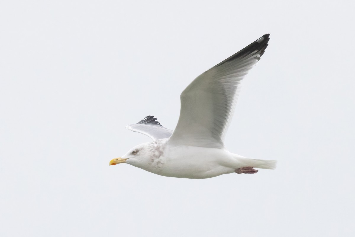 ML651448488 - Larus sp. - Macaulay Library
