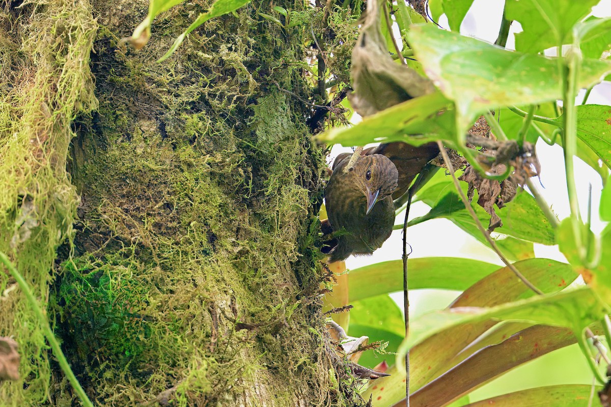 Western Woodhaunter - ML651448654