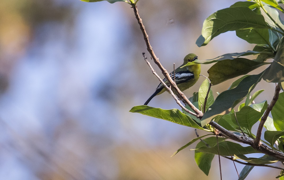 Common Iora - ML651448743