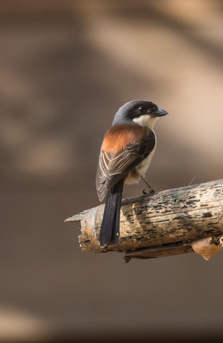 Burmese Shrike - ML651448765