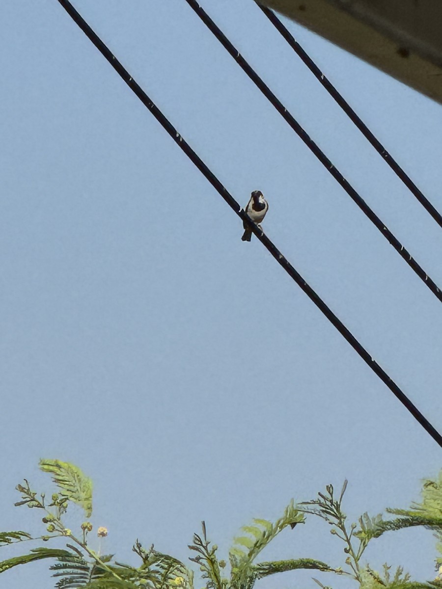 Домовый воробей - ML651448936