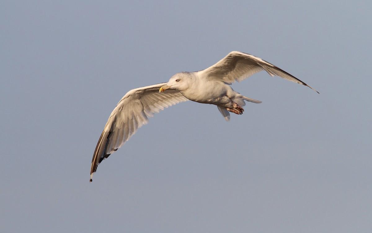 Herring Gull (European) - ML65144961