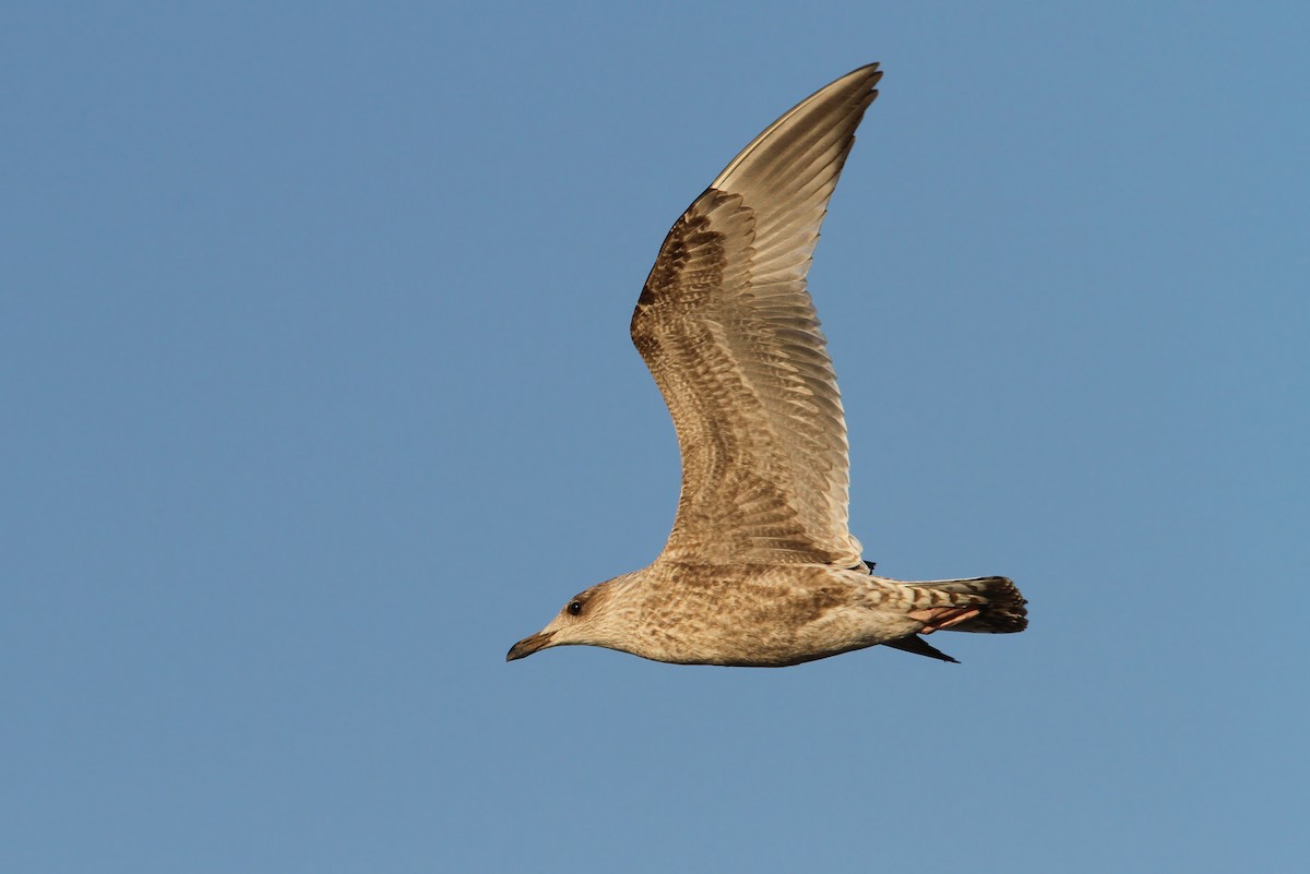 Herring Gull (European) - ML65144981