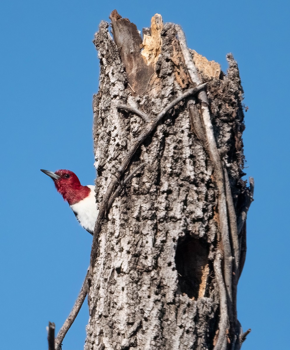 Red-headed Woodpecker - ML651450616
