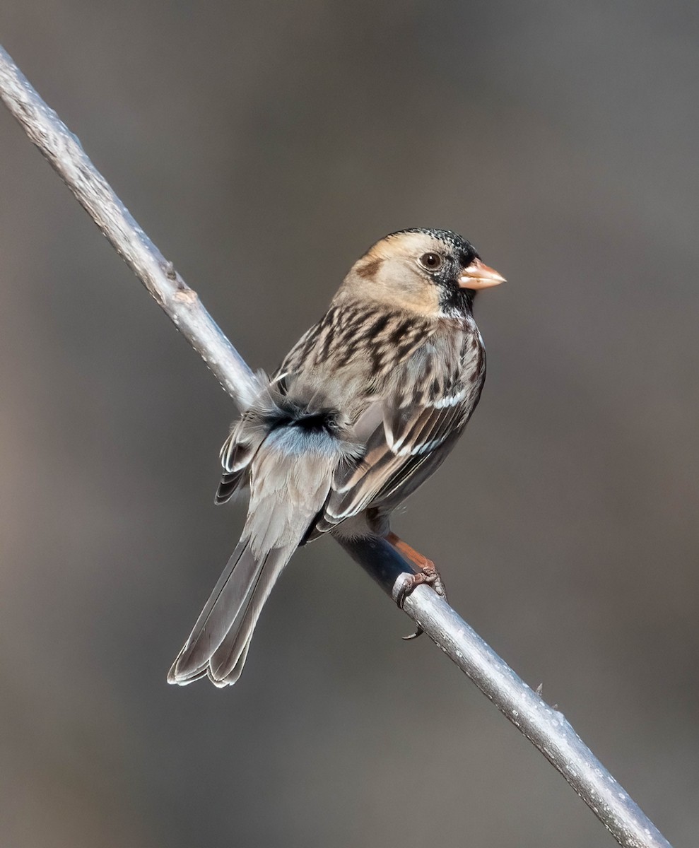 Harris's Sparrow - ML651450629