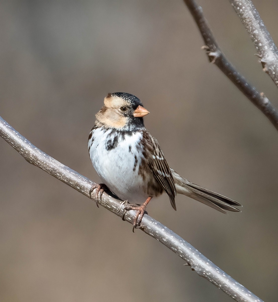 Harris's Sparrow - ML651450630