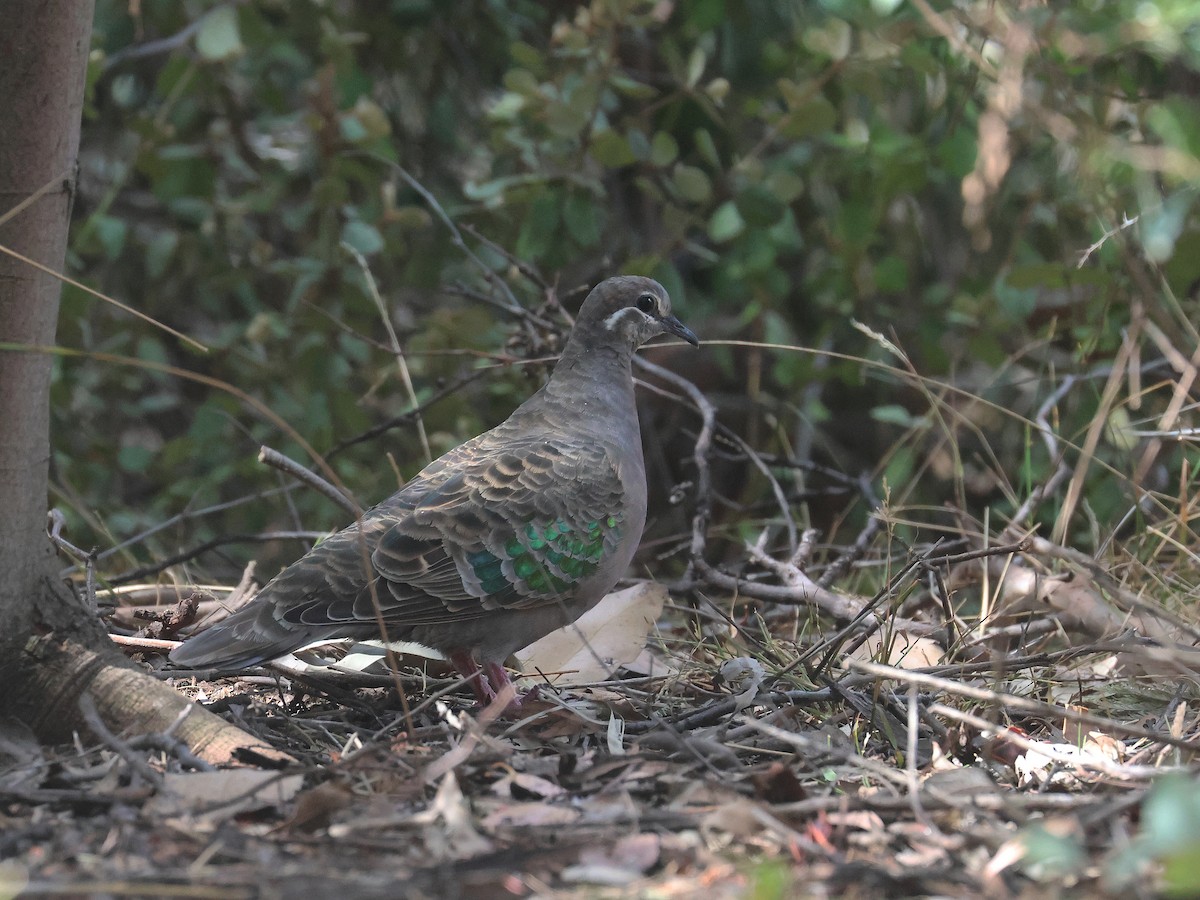 Common Bronzewing - ML651451427