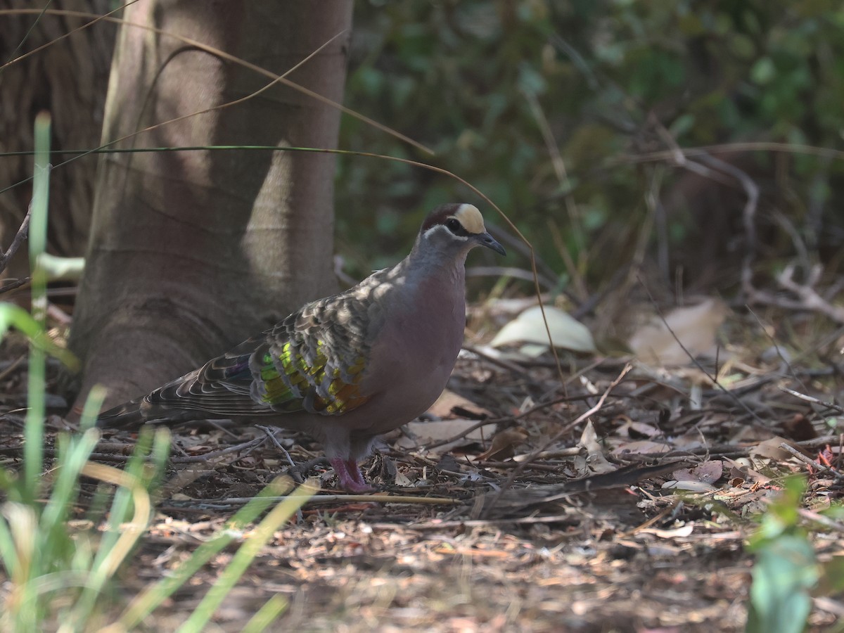 Common Bronzewing - ML651451429