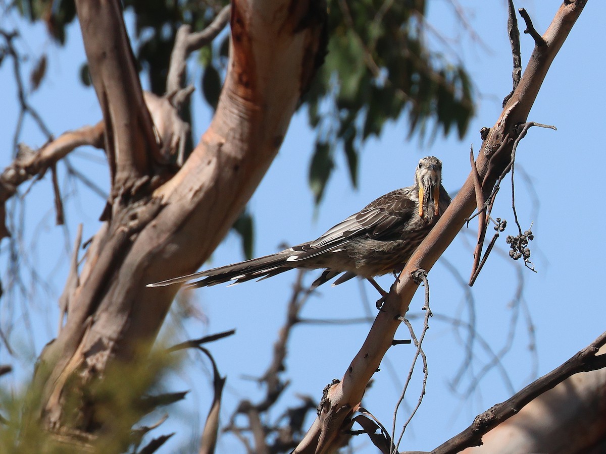 Yellow Wattlebird - ML651451445