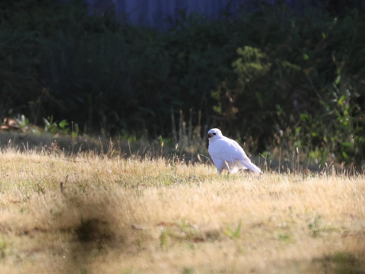 Gray Goshawk - ML651451595