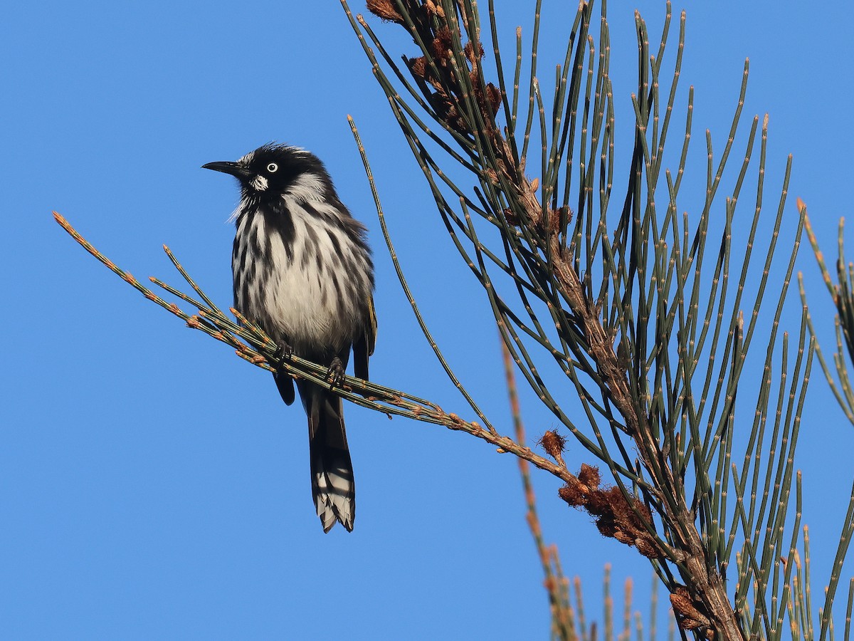 New Holland Honeyeater - ML651451606
