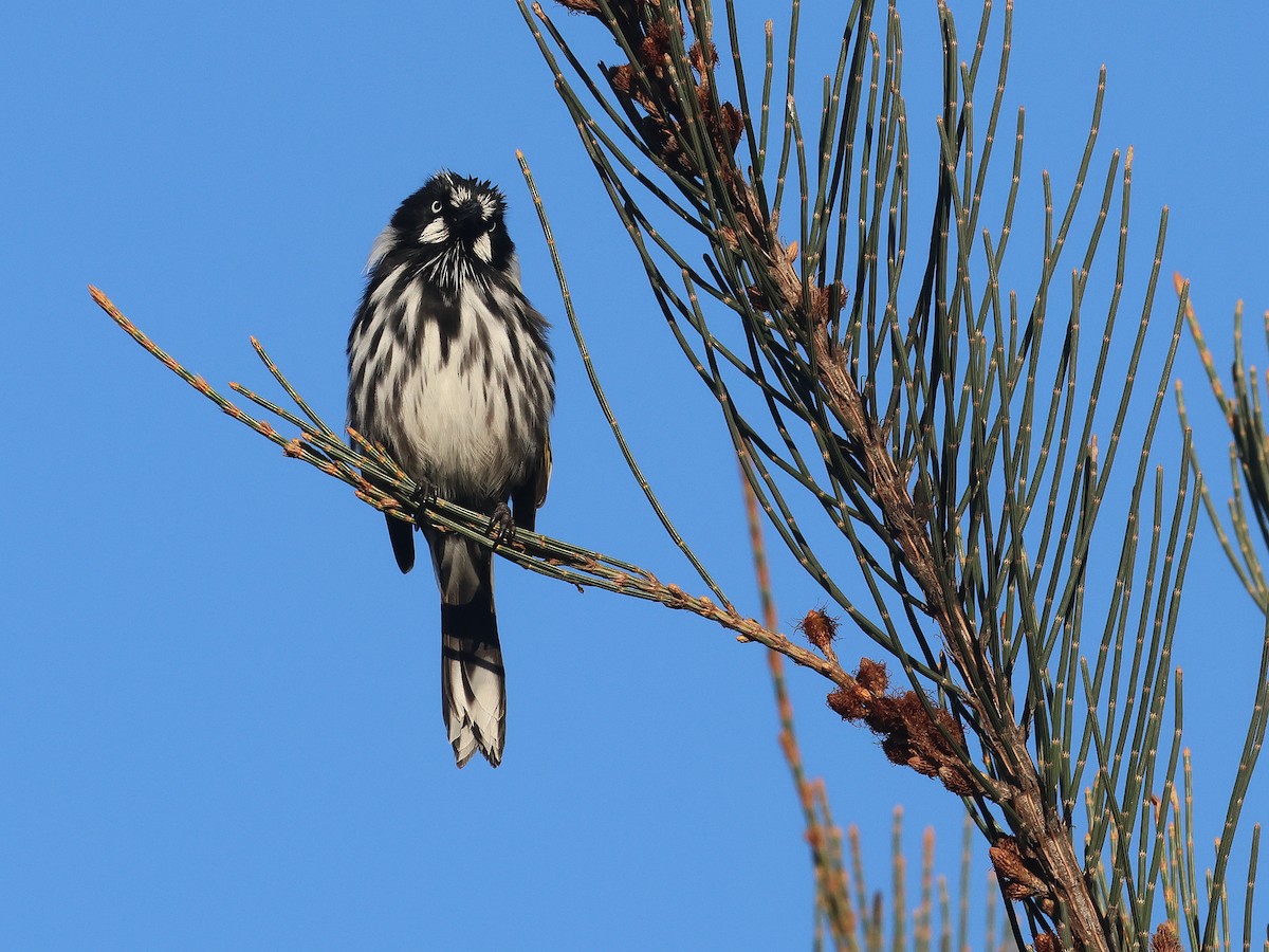 New Holland Honeyeater - ML651451607
