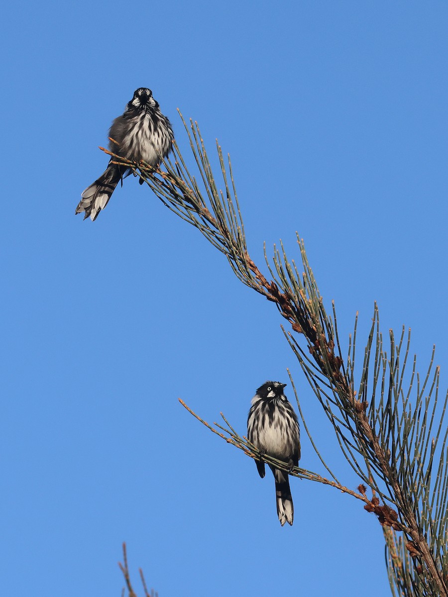 New Holland Honeyeater - ML651451608