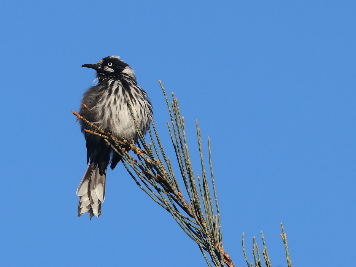 New Holland Honeyeater - ML651451609