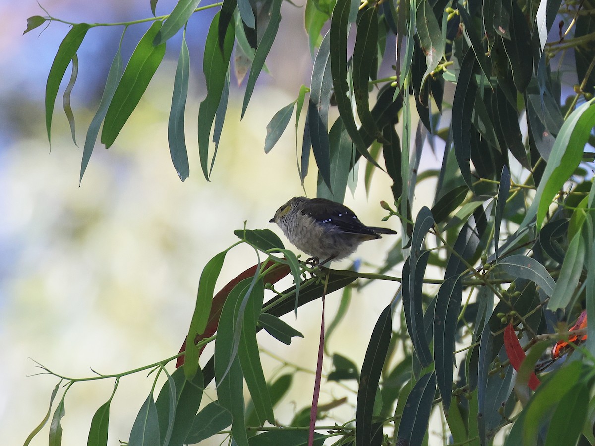 Forty-spotted Pardalote - ML651451614
