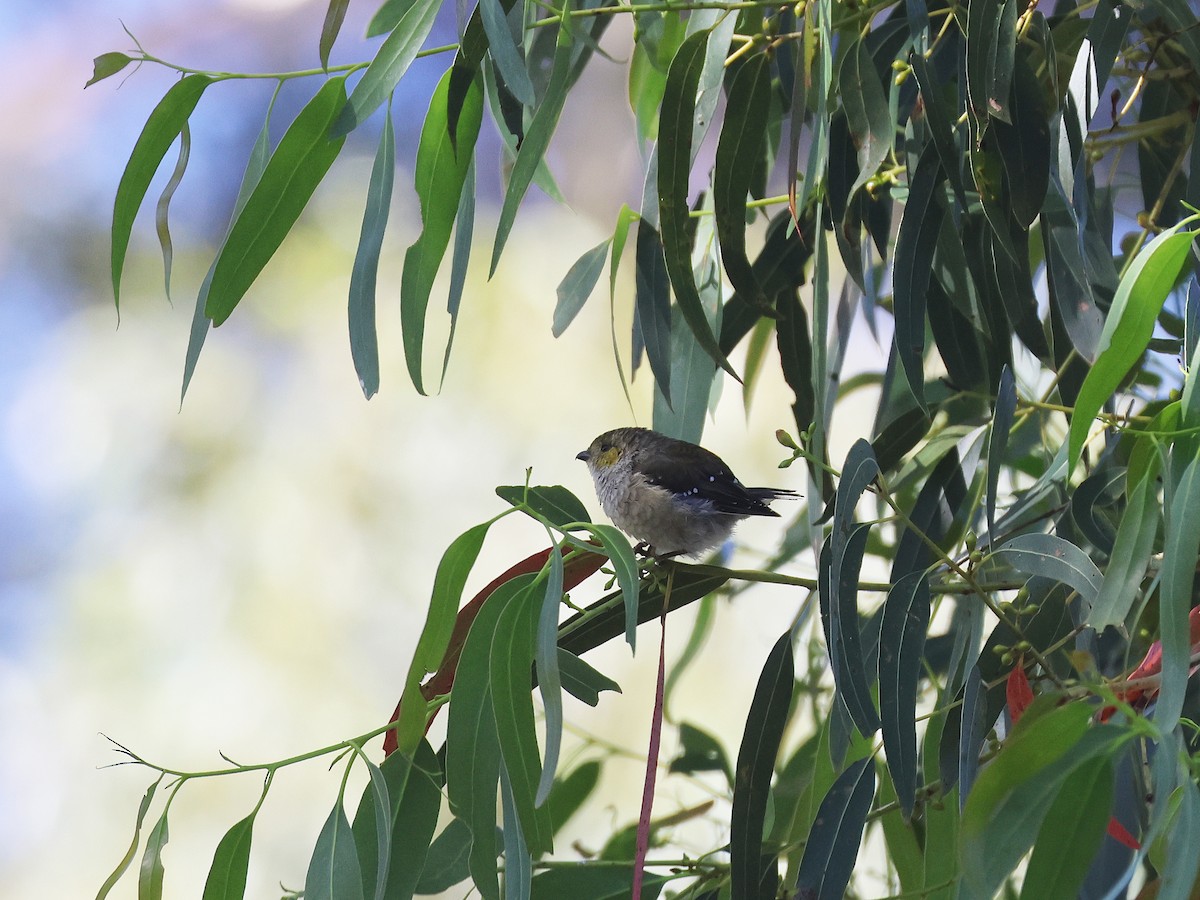 Forty-spotted Pardalote - ML651451615