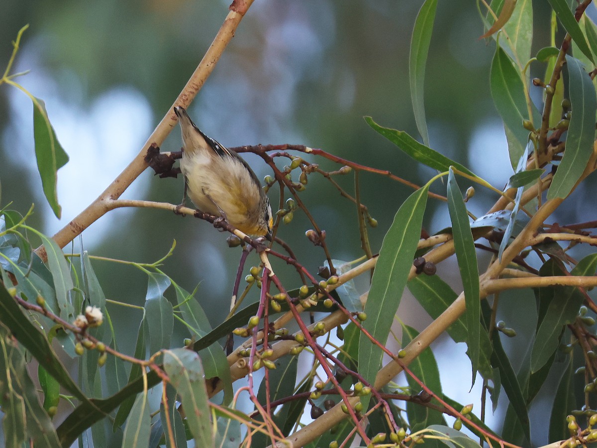 Striated Pardalote - ML651451626
