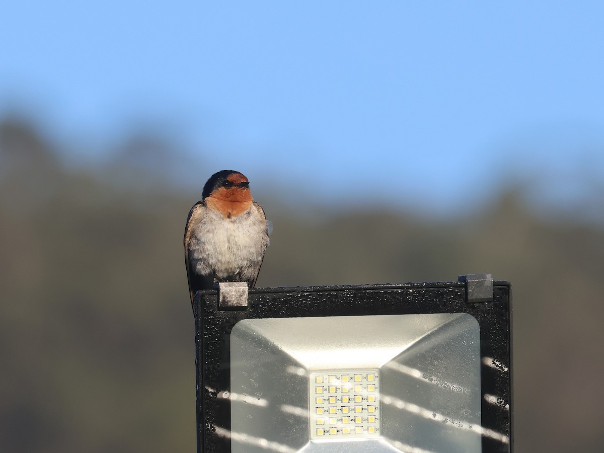 Welcome Swallow - ML651451632