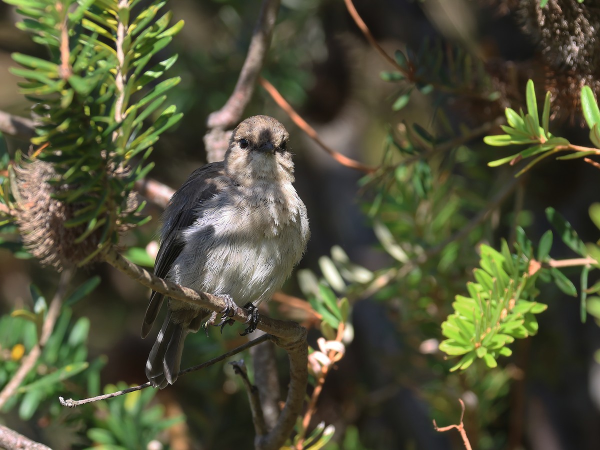 Dusky Robin - ML651451657