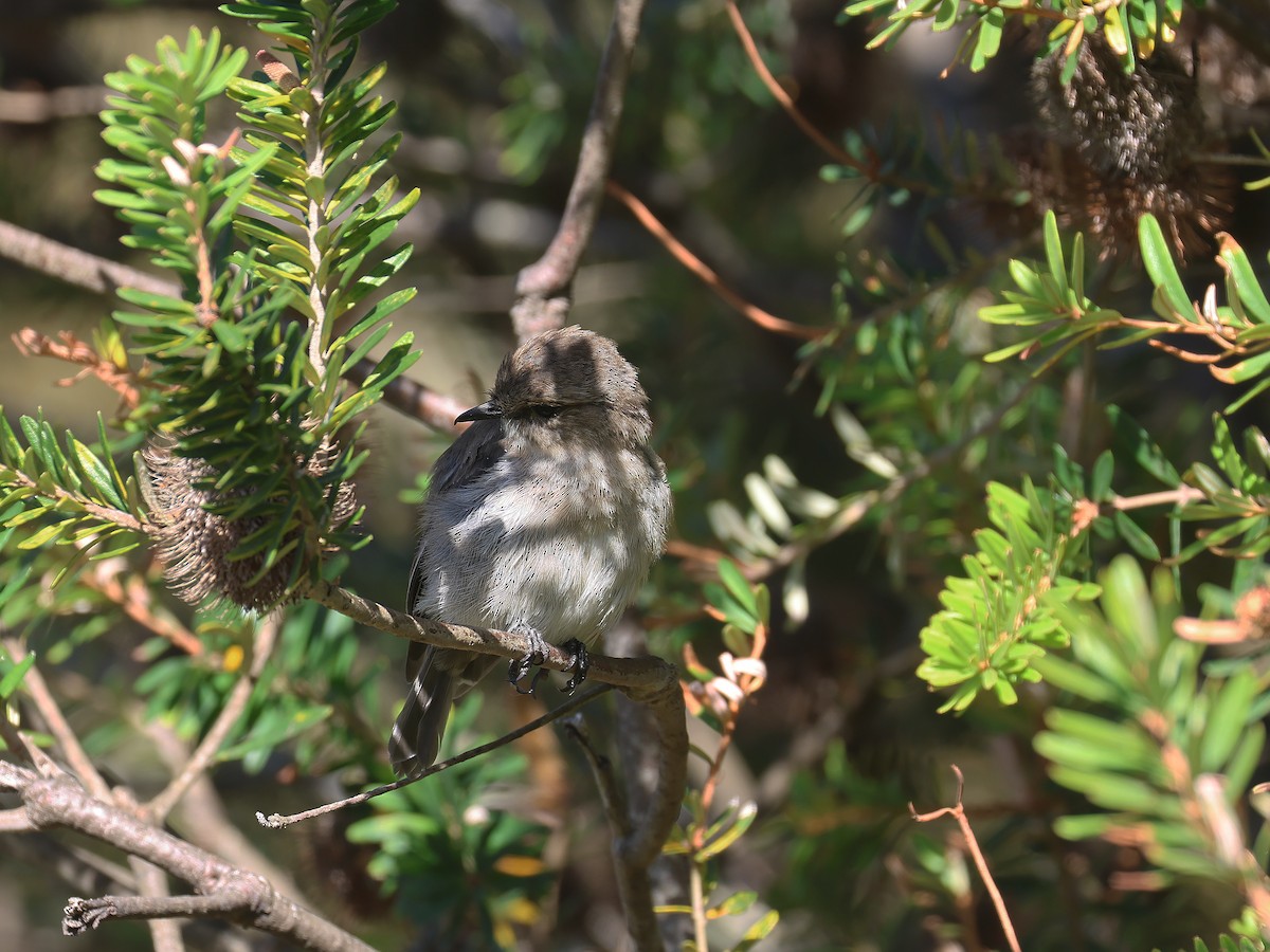 Dusky Robin - ML651451658