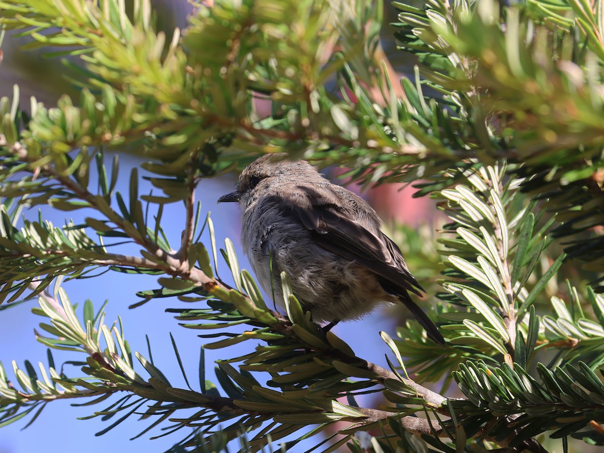 Dusky Robin - ML651451659