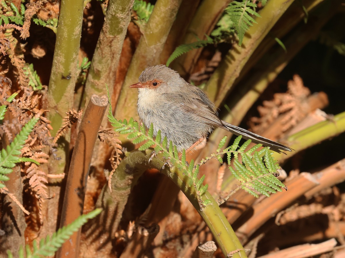 Superb Fairywren - ML651451715