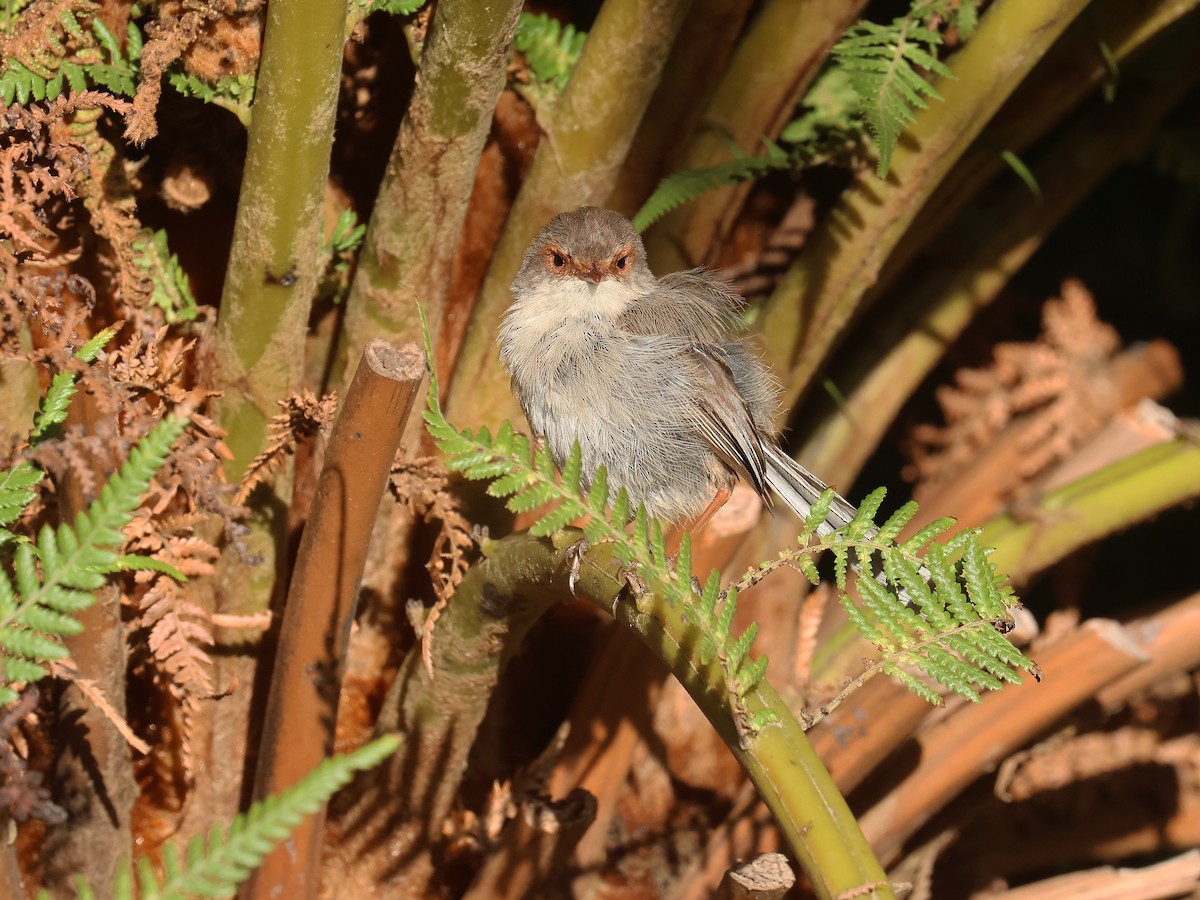 Superb Fairywren - ML651451716