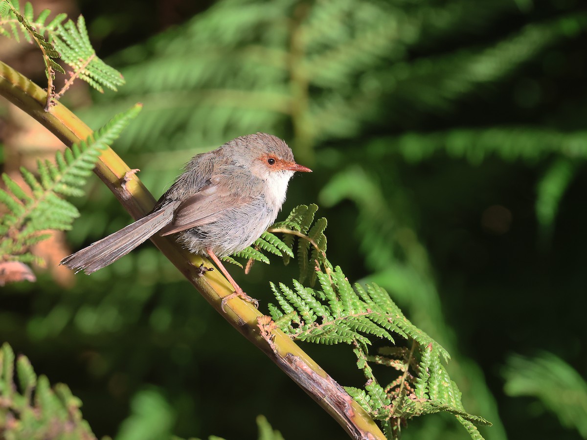 Superb Fairywren - ML651451717