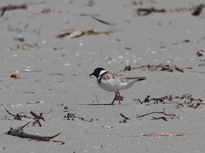 Hooded Plover - ML651451780