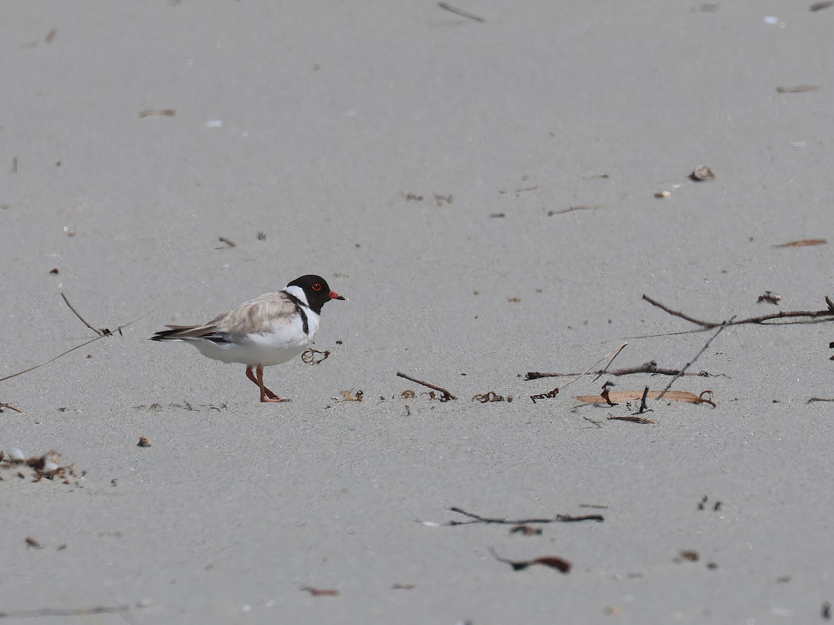 Hooded Plover - ML651451781