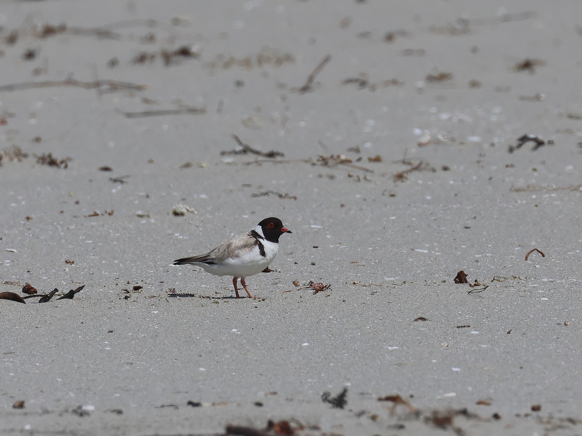 Hooded Plover - ML651451782