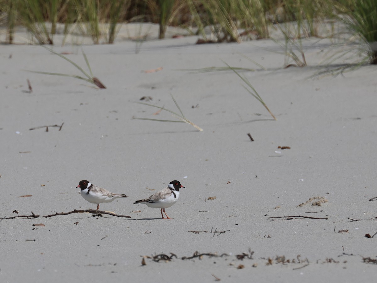 Hooded Plover - ML651451783