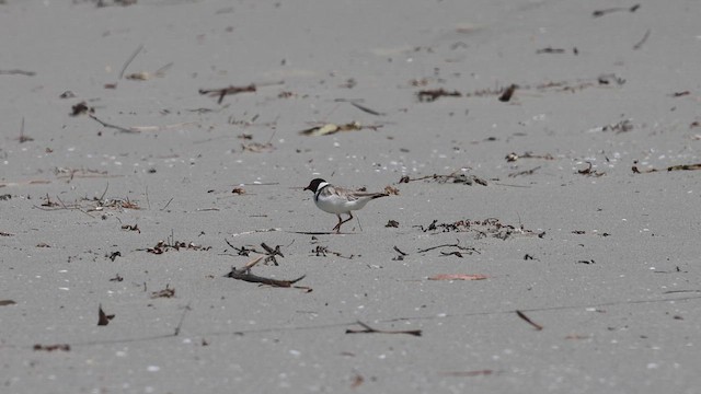 Hooded Plover - ML651451785